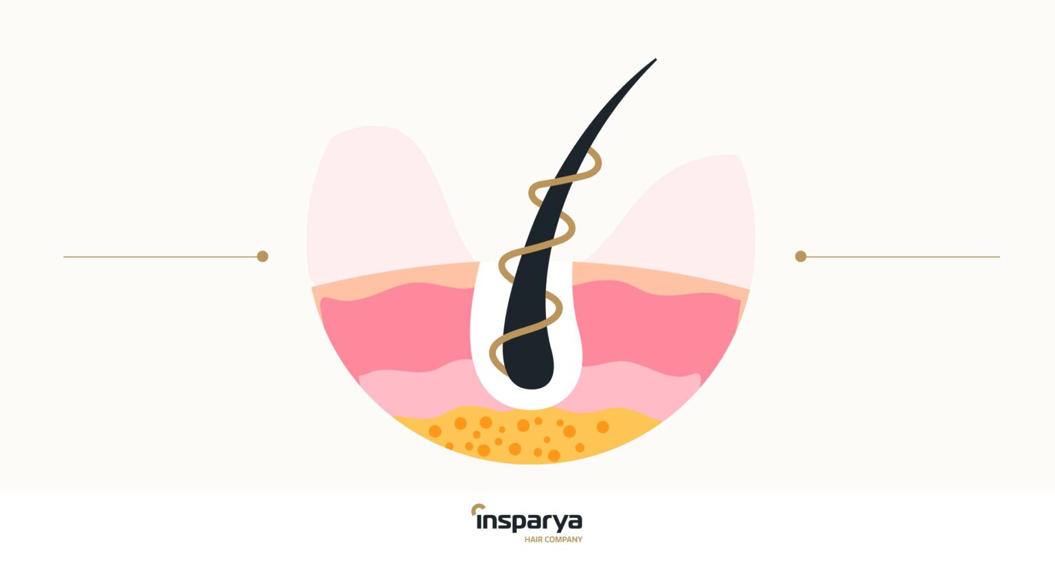 Hair follicles, what are they? Insparya Hair Medical Clinic